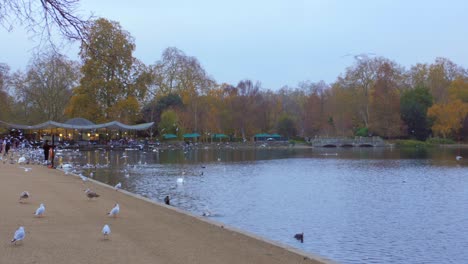 Wildlife-Scene-With-Chilling-Water-Birds-At-The-Hyde-Park-In-London,-England,-United-Kingdom