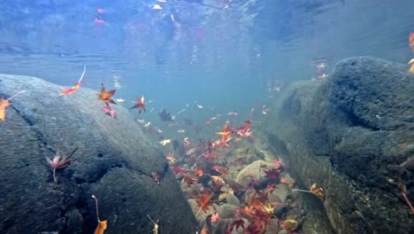 Colorful-Autumn-Leaves-Moving-Under-The-Clear-Water-Between-The-Rocks