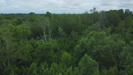Drohnenansicht-Des-Betretens-Von-Bäumen-Und-Vegetation-Im-Regenwald