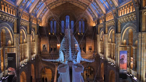 Hintze-Hall-En-El-Museo-De-Historia-Natural-De-Londres,-Reino-Unido-Con-Esqueleto-De-Ballena-Azul-Colgando-Del-Techo