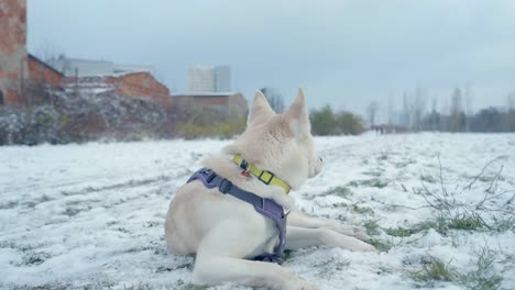 A-dog-barking-in-the-white-snow-of-Husky