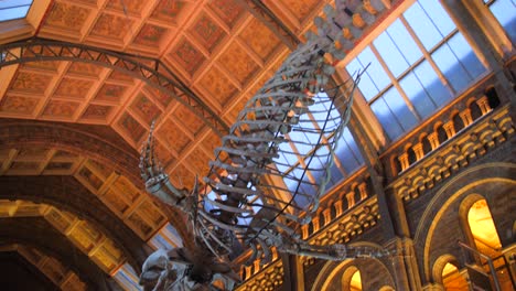 Great-Hall-Ceilings-Of-The-Natural-History-Museum,-Hintze-Hall-With-Blue-Whale-Skeleton-In-London,-UK
