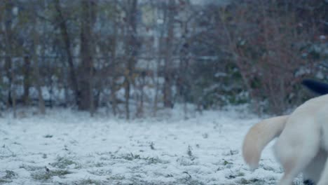 Ein-Schwarzer-Und-Brauner-Hund,-Der-Sibirischen-Husky-Im-Schnee-Spielt