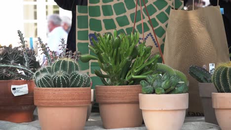 Cacti-on-display-at-the-annual-flower-market