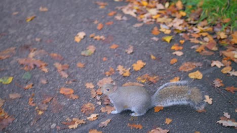 Eichhörnchen-Hat-Angst-Vor-Menschen,-Die-Während-Der-Herbstsaison-Im-Park-Spazieren-Gehen