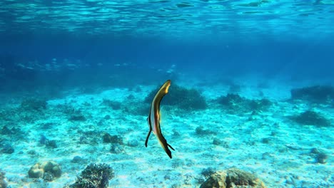 Primer-Plano-De-Teria-Batfish-Peces-Nadando-En-Las-Claras-Aguas-Azules-Del-Mar