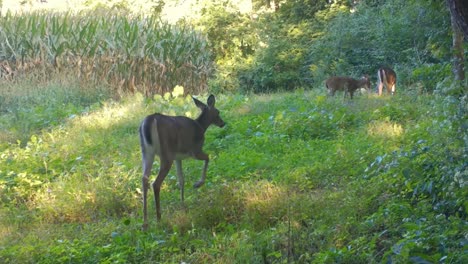 Whitetail-doe-deer-with-her-yearlings-munching-on-wild-radishes-near-a-cornfield-in-Midwest-in-the-early-Autumn