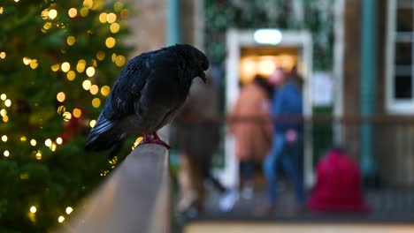 A-Pigeon-at-Christmas-within-Covent-Garden,-London,-United-Kingdom