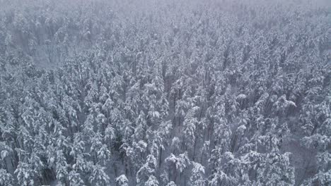 Vista-Aérea-De-Un-Bosque-De-Pinos-Congelados-Con-árboles-Cubiertos-De-Nieve-En-Invierno