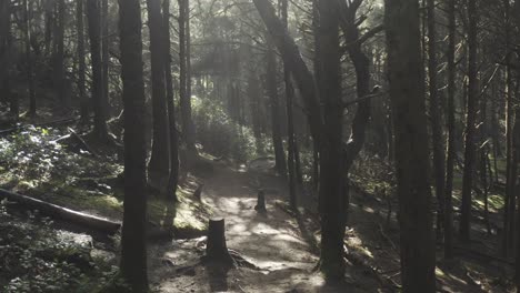 A-dark-Oregon-coast-forest-with-rays-of-lights-shinning