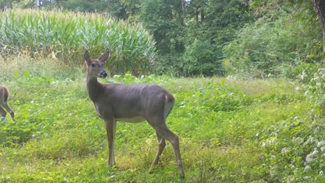 Whitetail-doe-deer-cautiously-looking-around-while-standing-in-a-plot-of-wild-radishes-near-a-cornfield-in-the-upper-Midwest-in-the-early-Autumn