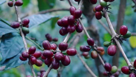 Close-Up-Shot-Of-Coffee-Cherry-Tree,-Fresh-Organic-Coffee-Plantations