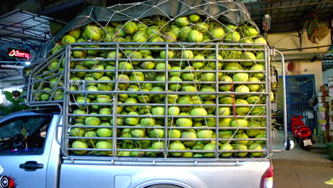 Fresh-gathered-green-coconuts-in-truck-rear