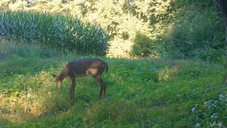 Whitetail-deer-cautiously-munching-on-a-plot-of-wild-radishes-near-a-cornfield-with-ears-twitching-in-the-upper-Midwest-in-the-early-Autumn