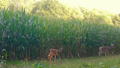 Whitetail-doe-deer-with-her-yearlings-cautiously-walking-on-game-trail-along-edge-of-corn-field-in-the-upper-Midwest-in-the-early-Autumn