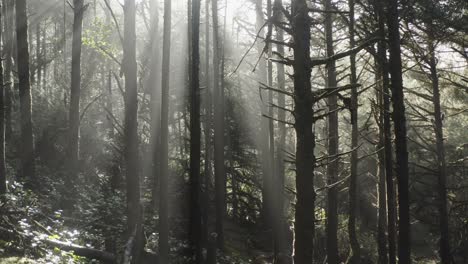 Lichtstrahlen-In-Einem-Wald-An-Der-Küste-Von-Oregon-Durchdringen