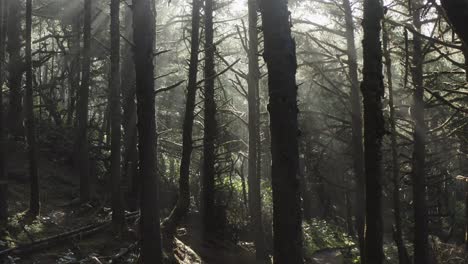 Langsamer-Zoom-In-Einem-Wald-An-Der-Küste-Von-Oregon