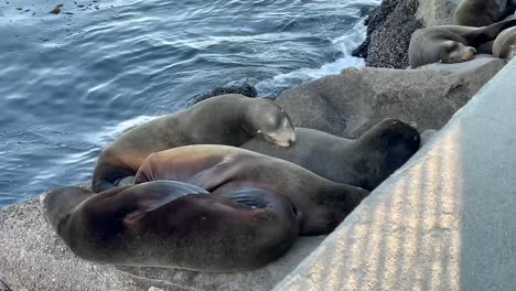 Tierwelt-Von-Monterey-Bay.-Seelöwen,-Die-Auf-Felsen-Ruhen