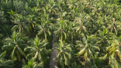 Scooter-on-road-through-palm-plantation