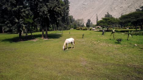 Orbit-Shot-Of-Beautiful-White-Horse-Grazing-In-Green-Field-Surrounded-With-Trees