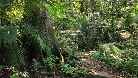 Langsames-Dramatisches-Vordringen-Tropischer-Grüner-Wälder-In-Mittelamerika