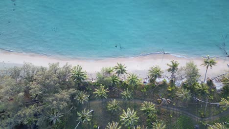 Untouched-nature-beach-turquoise-water,-palm-trees