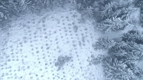 Pine-forest-covered-in-snow-with-cut-down-land-plot,-aerial-top-down-view