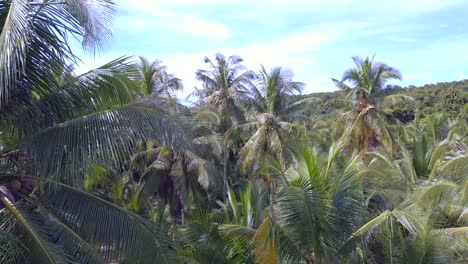empty-street-with-coconut-palm-tree