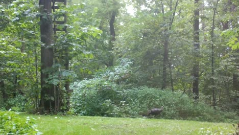 Wild-turning-struts-out-of-a-clearing-in-the-woods-of-the-Midwest-in-late-summer