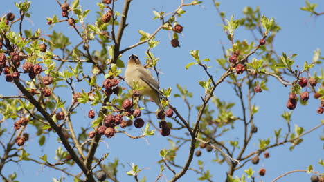 Single-Cedar-waxwing-sitting-on-a-tree-eating-red-tasty-mulberry-berries,-background-of-blue-sky