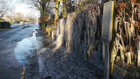 Unusual-frozen-icicles-formation-on-British-bus-stop-pathway-hedge-during-bad-winter-weather