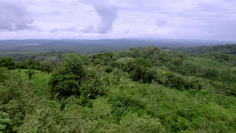 Drone-Fpv-Vista-De-árboles-Y-Vegetación-En-El-Bosque