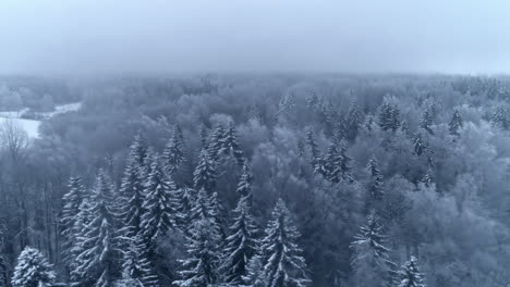 Aerial-shot-of-a-pine-forest-in-winter,-covered-in-snow