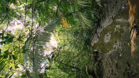 Vertical-video-of-drone-dolly-into-the-streamlet-in-the-Panama-rainforest-during-early-morning