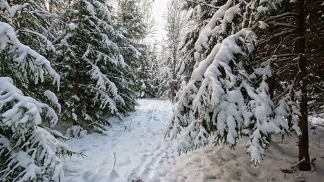 Pov-Caminando-Entre-árboles-Del-Bosque-Cubierto-De-Nieve