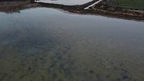 Aerial-drone-view-of-Flamingo-birds-flying-low-above-murky-green-water,-pan