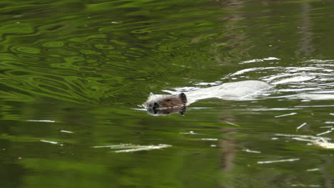 Adult-Beaver-Swimming-keeping-its-nostrils-and-ears-above-,-moving-its-tail-like-a-rudder-in-water-which-has-a-green-reflection-of-trees-above