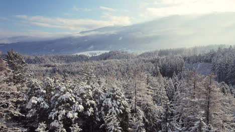 Vuelo-Aéreo-Sobre-árboles-Recién-Cubiertos-De-Nieve-En-Un-Hermoso-Paisaje-Invernal-Forestal
