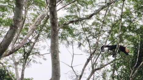 Panamanian-white-faced-capuchin-monkey-jumps-between-tree-branches