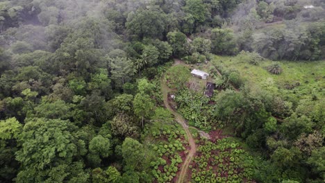 Vista-De-Drones-De-árboles-Y-Vegetación-En-El-Bosque