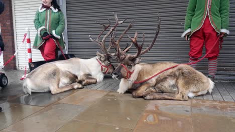 Pair-of-reindeer-sitting-outside-retail-shop-shutters-in-British-town-square-with-female-elf-chatting