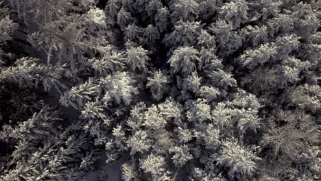 Antenne-Von-Frisch-Schneebedeckten-Bäumen-In-Einer-Wunderschönen-Waldwinterlandschaft