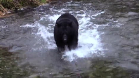 Bear-in-the-river,-trying-to-cache-a-fish-in-fast-streaming-river-flow