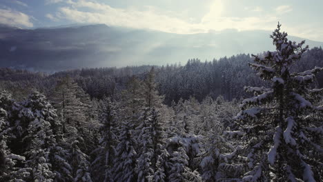 Aerial-of-freshly-snow-covered-trees-in-a-beautiful-forest-winter-scenery