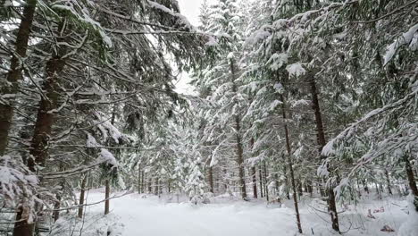 Kameraeinschub-In-Einem-Winterlichen-Kiefernwald,-Der-In-Zeitlupe-Mit-Weißem-Schnee-Bedeckt-Ist