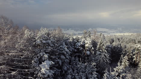 Luftfliegen-über-Frisch-Schneebedeckte-Bäume-Und-Felder-In-Einer-Wunderschönen-Waldwinterlandschaft