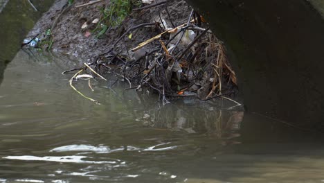 Grey-rat-searching-food-on-garbage-at-canal's-bank-filled-with-polluted-water