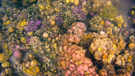 Vista-Superior-De-La-Raya-Manchada-Azul-Nadando-Entre-Coloridos-Arrecifes-De-Coral