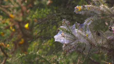 Nahaufnahmen-Von-Blumen,-Die-In-Spinnweben-In-Einem-Wald-In-Devon,-England,-Eingehüllt-Sind