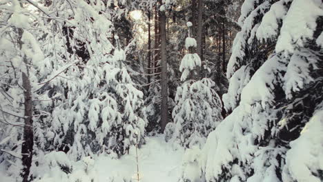 Antenne-Von-Frisch-Schneebedeckten-Bäumen-In-Einer-Wunderschönen-Waldwinterlandschaft